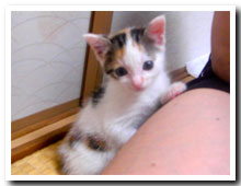 cats
