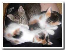 cats