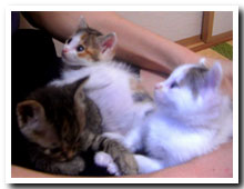 cats