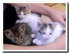 cats
