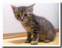cats