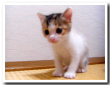 cats
