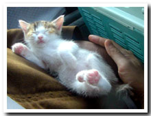 cats