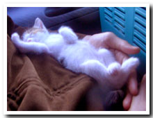 cats