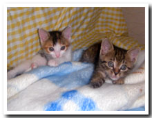 cats