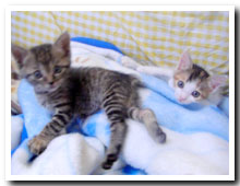 cats