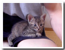 cats