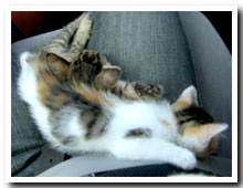 cats