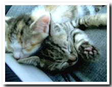 cats