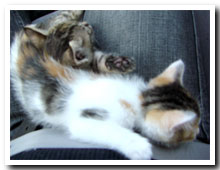 cats