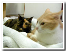 cats