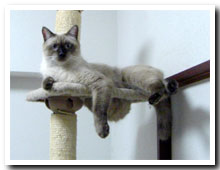 cats