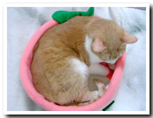 cats
