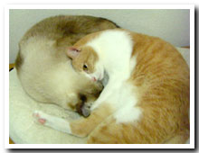 cats