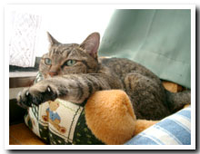 cats