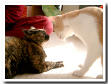 cats