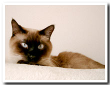 cats