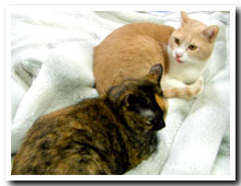cats