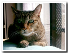cats