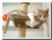 cats