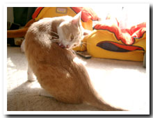 cats