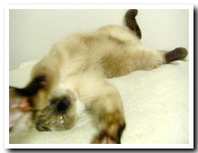 cats