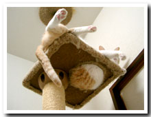 cats