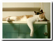 cats