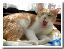 cats