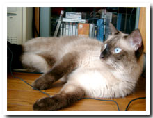cats