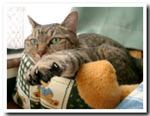 cats