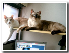 cats