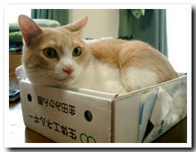 cats