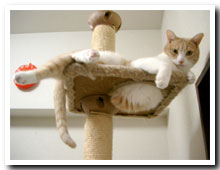 cats