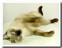 cats
