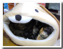 cats