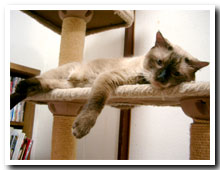 cats