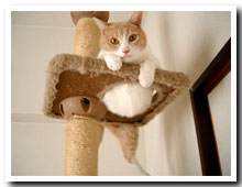 cats