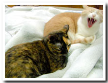 cats