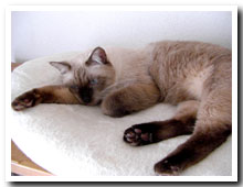 cats