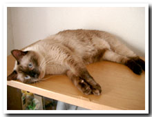 cats