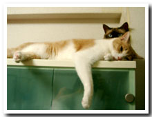 cats