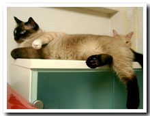 cats