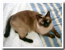 cats