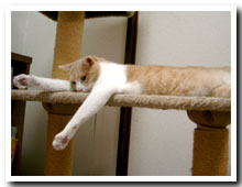 cats