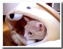 cats