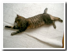 cats