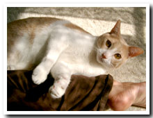 cats