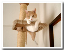 cats