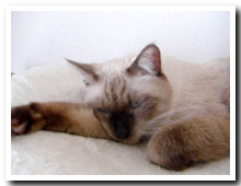 cats